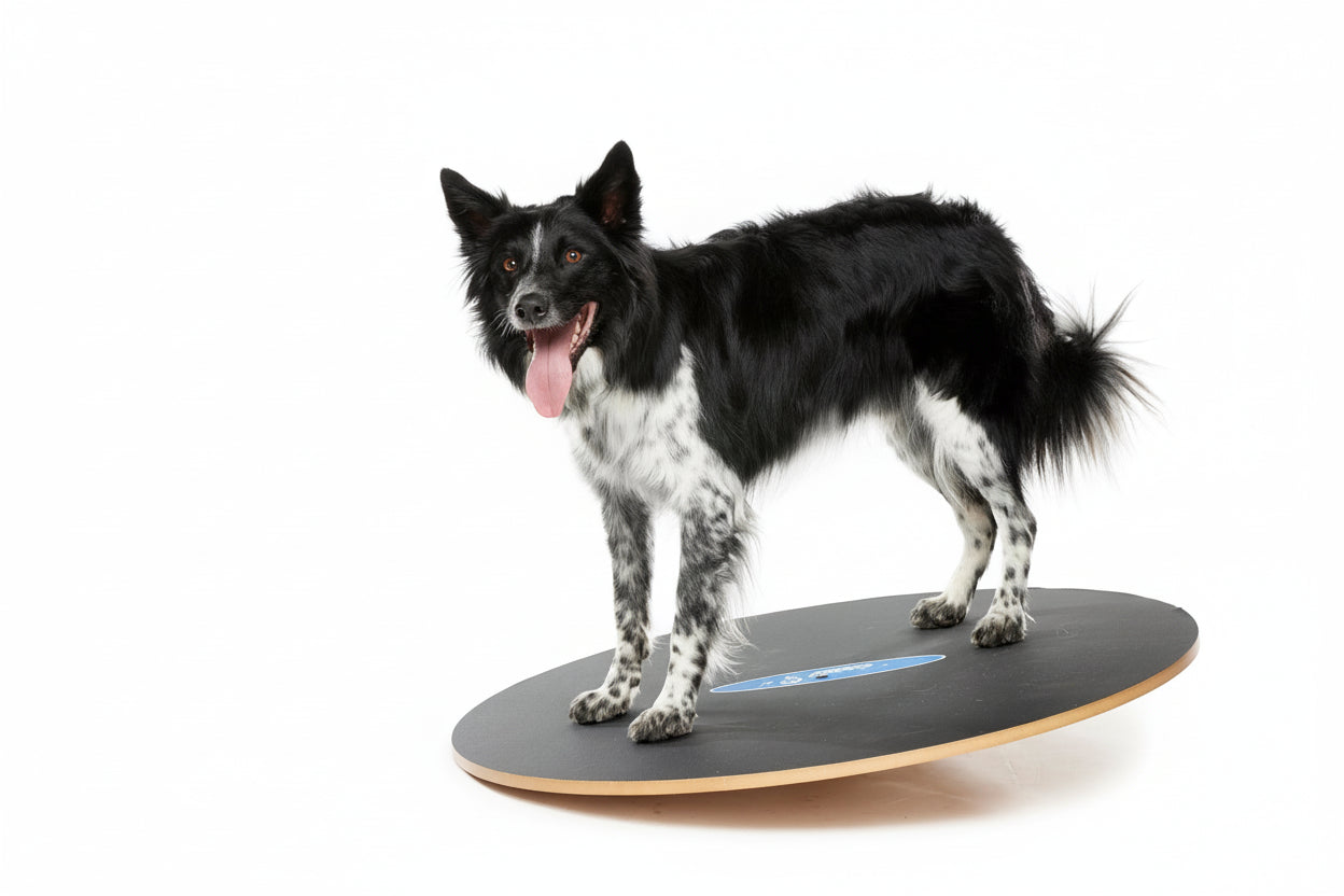 Canine balance training board with 360 degree rotation for fitness and rehab