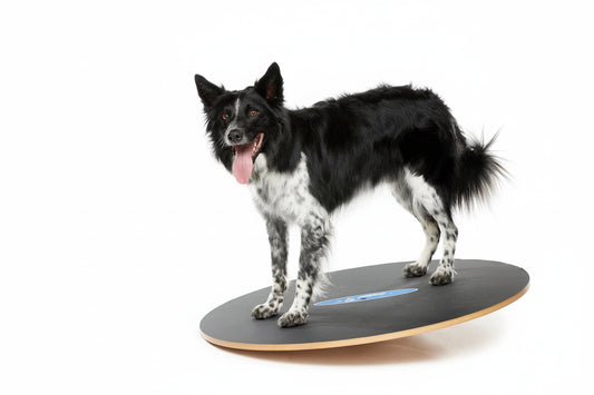 Canine balance training board with 360 degree rotation for fitness and rehab