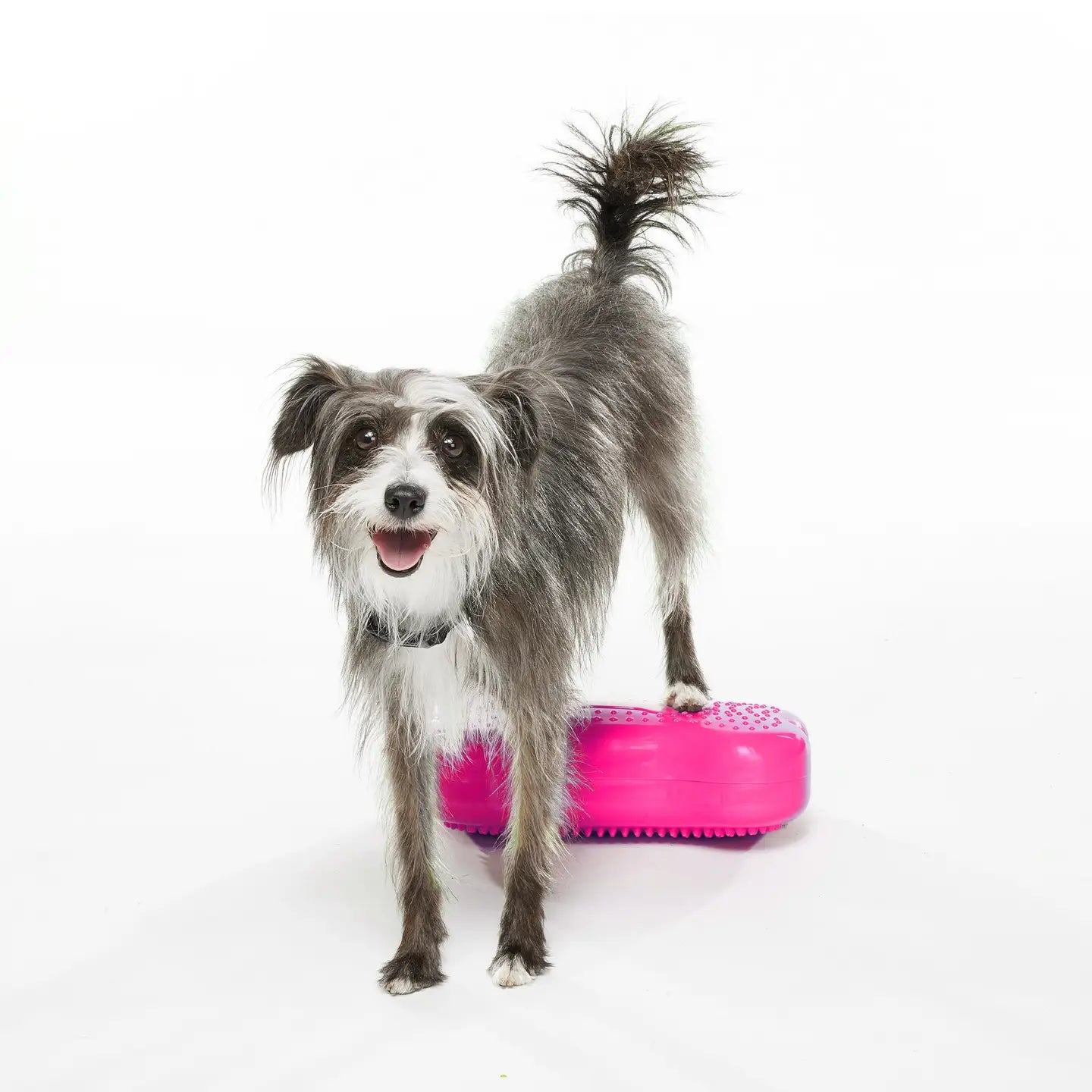 K9FITbone Mini Set of 2