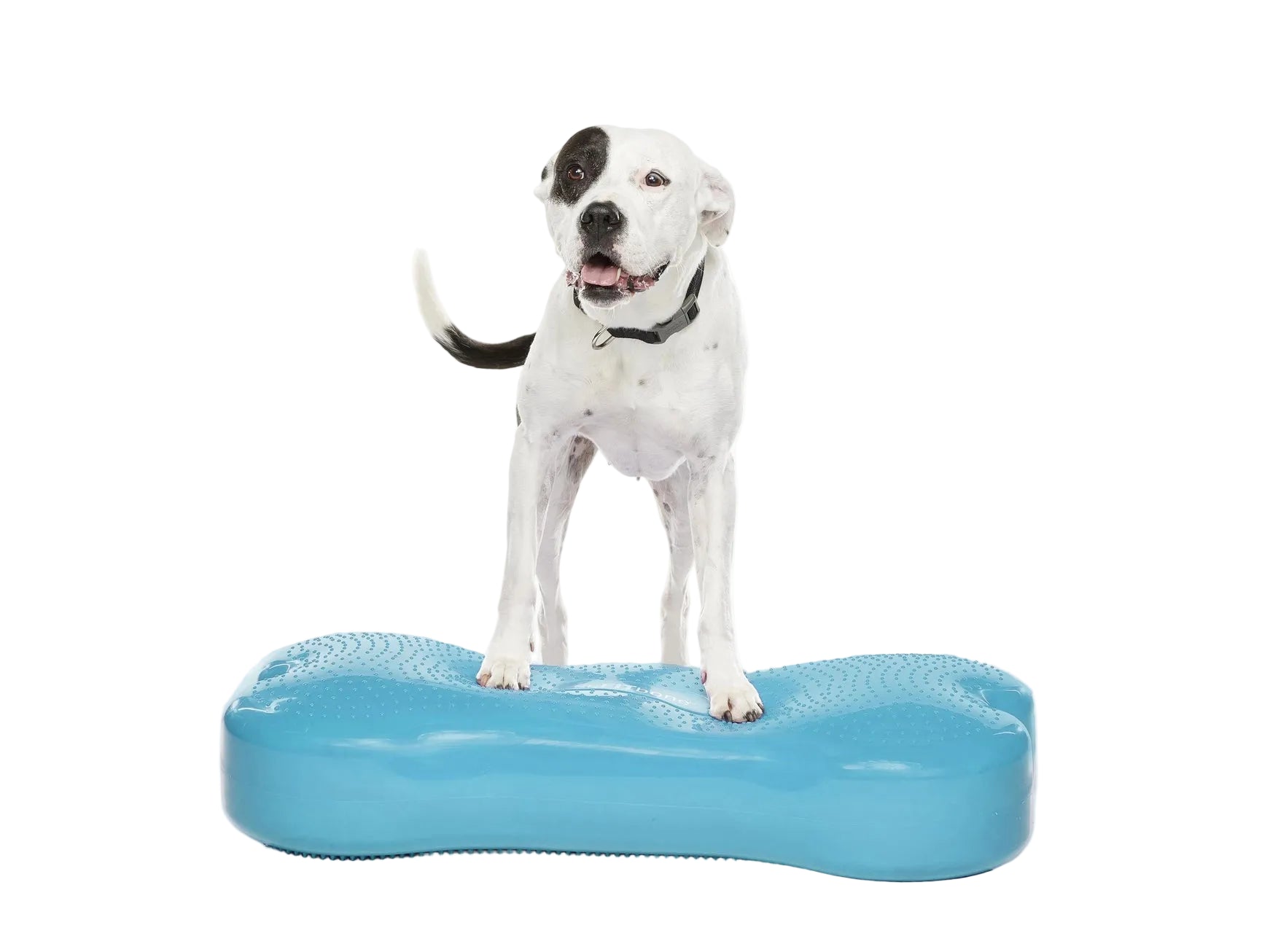 Large inflatable balance bone for dog fitness and core training