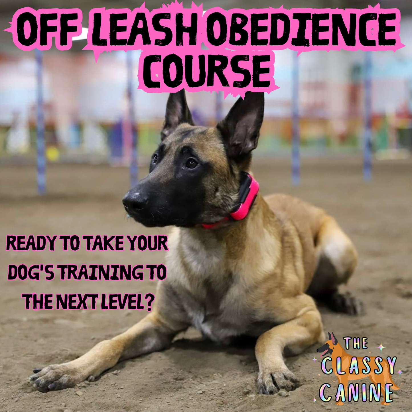 Off Leash Obedience Course