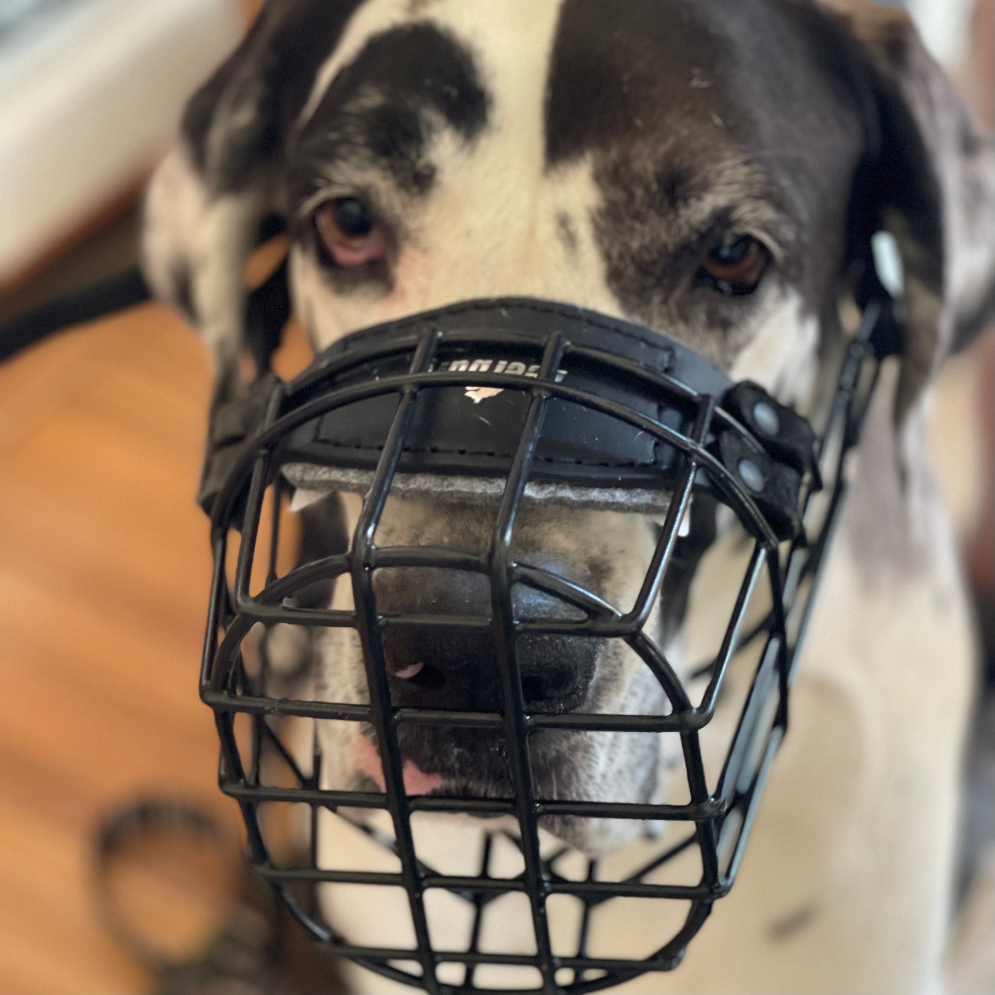 Wire online basket muzzle