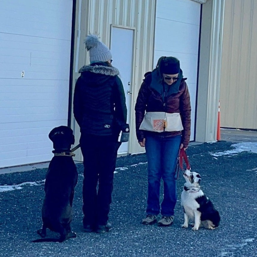 Intermediate Obedience Course