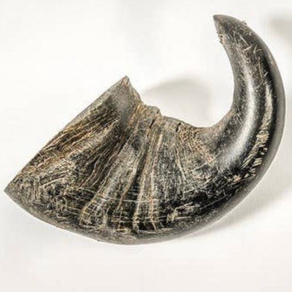 Buffalo Horn Chew