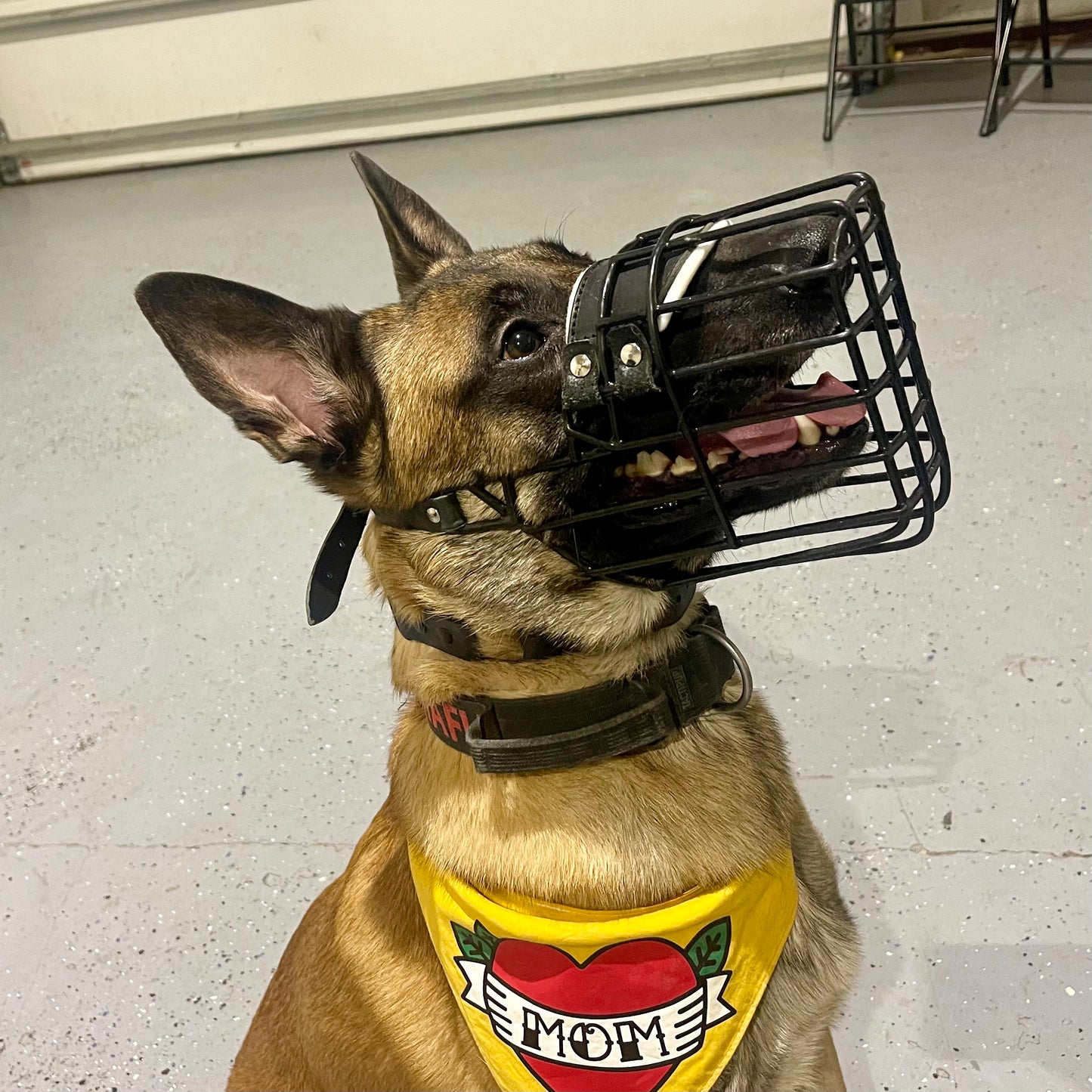 Leerburg muzzle deals